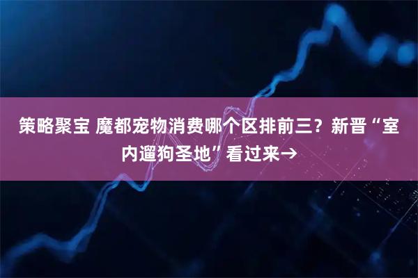 策略聚宝 魔都宠物消费哪个区排前三？新晋“室内遛狗圣地”看过来→